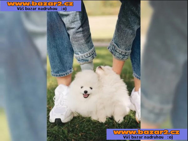 Německý špic trpasličí (Pomeranian) Štěňátka
