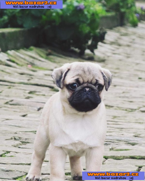 Mops (Mopslík) Pug štěňátka