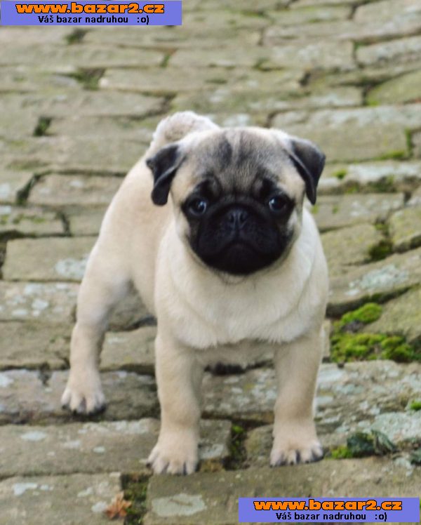 Mops (Mopslík) Pug štěňátka