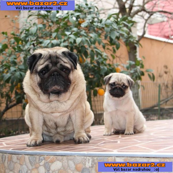 Mops (Mopslík) Pug štěňátka