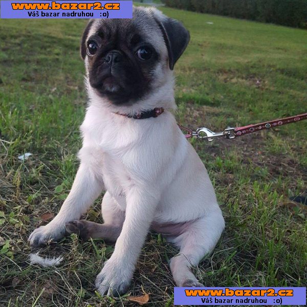 Mops (Mopslík) Pug štěňátka