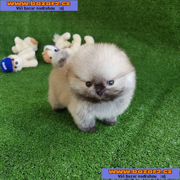 Šálek Pomeranian Spitz Štěně