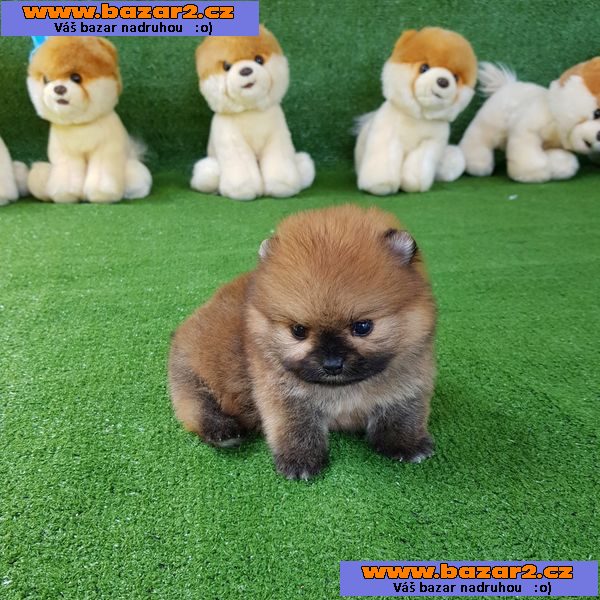 Šálek Pomeranian Spitz Štěně