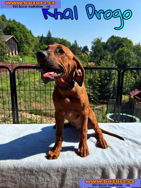 štěně Rhodesky ridgeback s PP