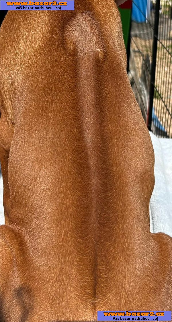 štěně Rhodesky ridgeback s PP