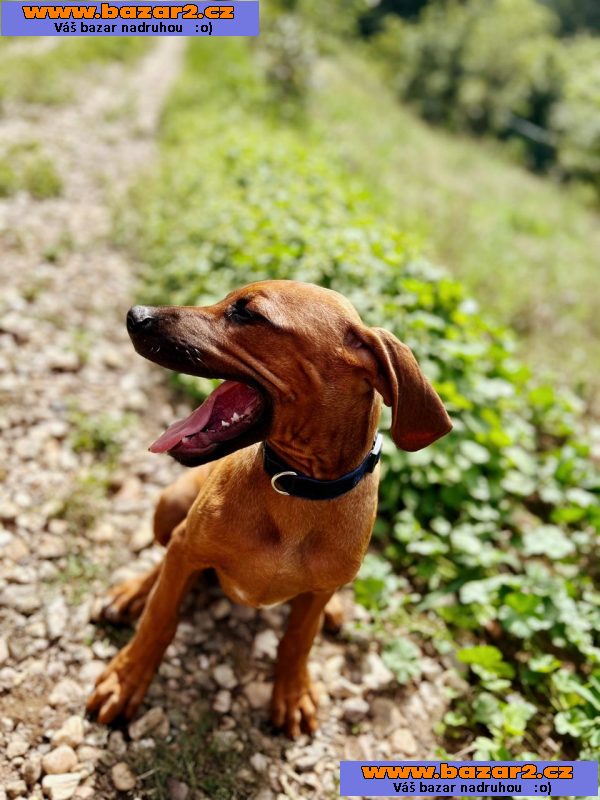 štěně Rhodesky ridgeback s PP
