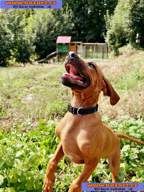 štěně Rhodesky ridgeback s PP