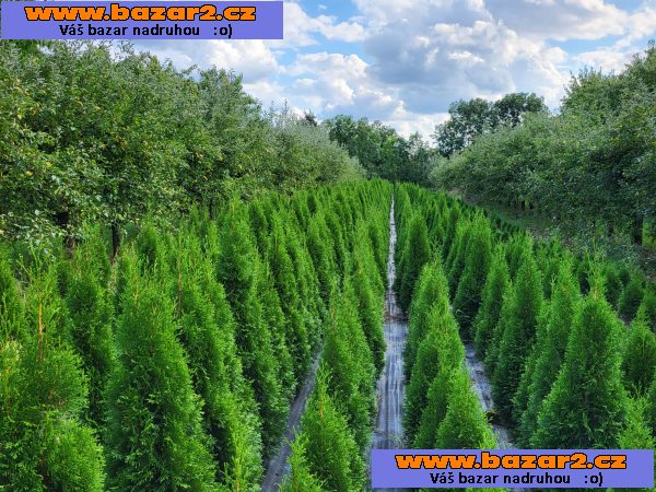 Túje, Thuja,Thuje, tůje (Thuja occ. Smaragd) 							