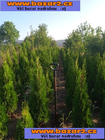 Túje, Thuja,Thuje, tůje (Thuja occ. Smaragd) 							
