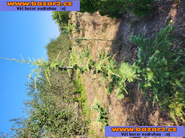 Túje, Thuja,Thuje, tůje (Thuja occ. Smaragd) 							