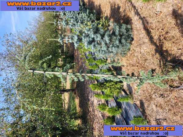 Túje, Thuja,Thuje, tůje (Thuja occ. Smaragd) 							