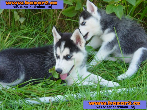 Sibiřský husky štěně k dispozici pejsek