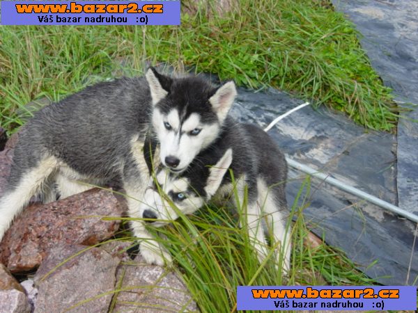 Sibiřský husky štěně k dispozici pejsek