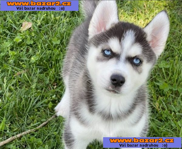 Sibiřský husky štěňata Fenku s papíry VDH / DCNH / FCI