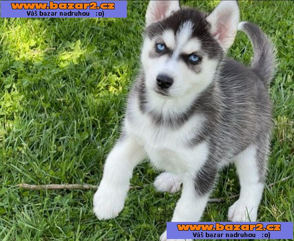 Sibiřský husky štěňata Fenku s papíry VDH / DCNH / FCI