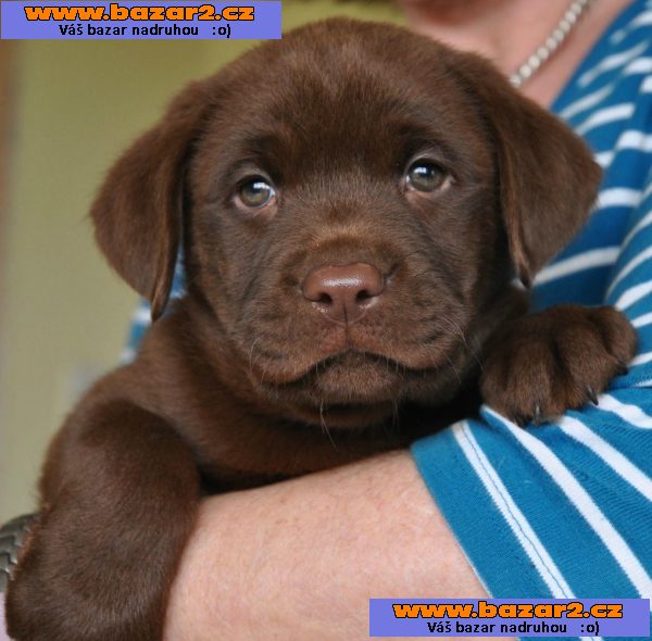 Štěňátka Labradorský retrívr