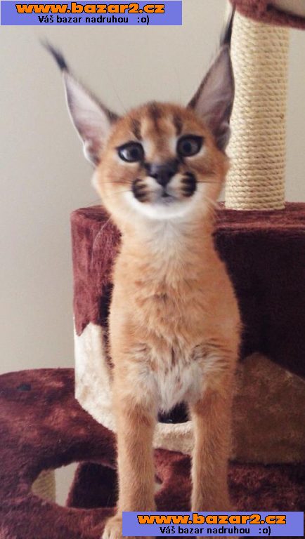 Jedinečná koťátka Serval, Savannah a Caracal!
