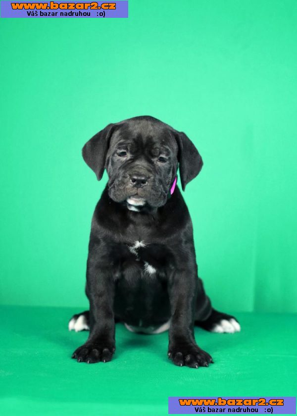Cane Corso štěňata na prodej