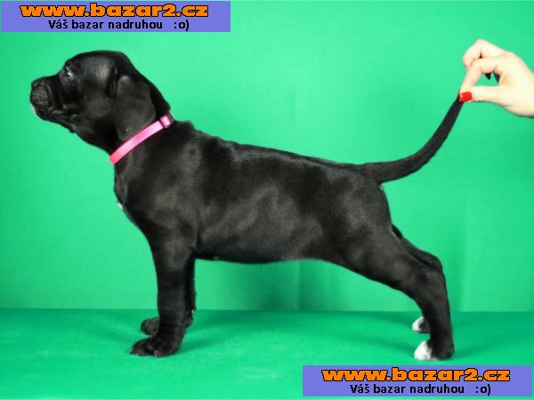 Cane Corso štěňata na prodej