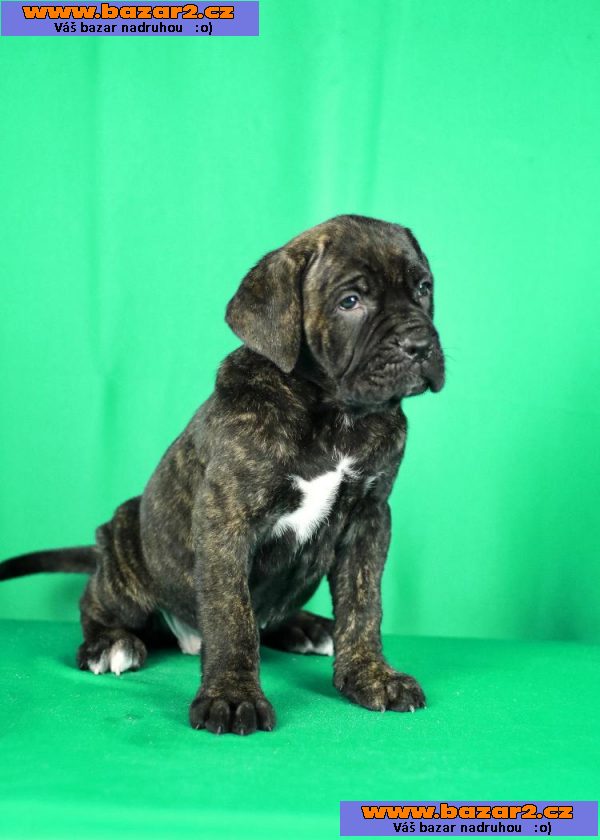 Cane Corso štěňata na prodej