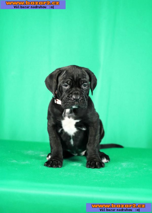 Cane Corso štěňata na prodej