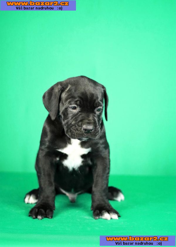 Cane Corso štěňata na prodej