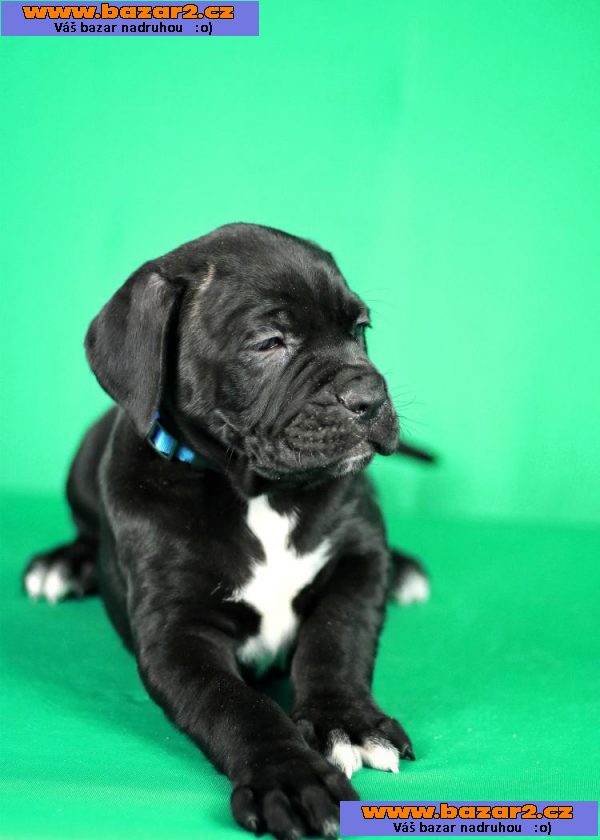 Cane Corso štěňata na prodej