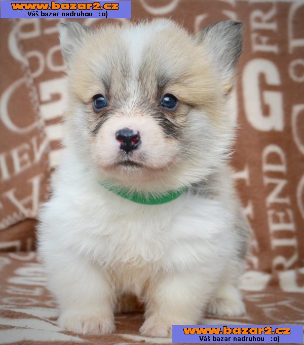 Welsh Corgi Pembroke - Krásná Štěňata