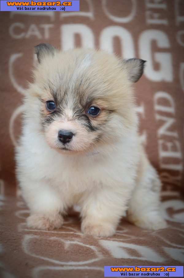 Welsh Corgi Pembroke - Krásná Štěňata