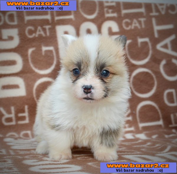 Welsh Corgi Pembroke - Krásná Štěňata