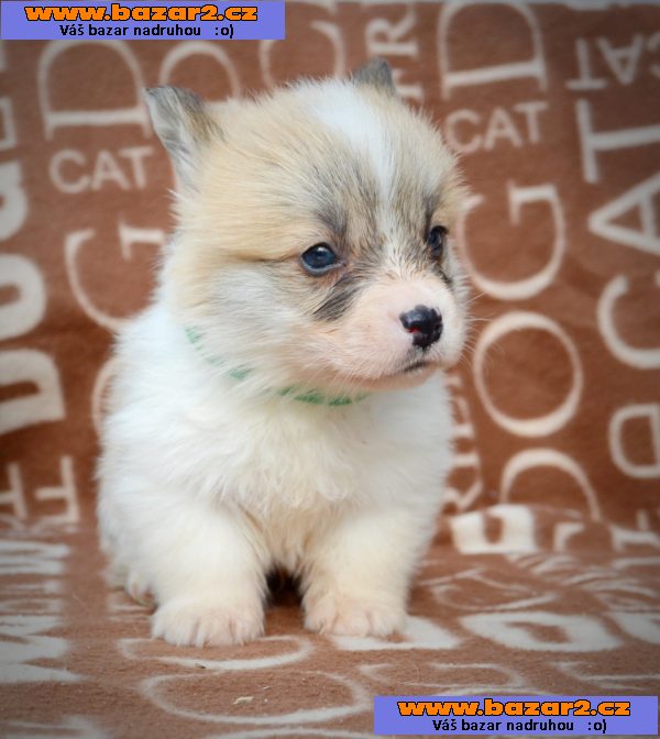 Welsh Corgi Pembroke - Krásná Štěňata