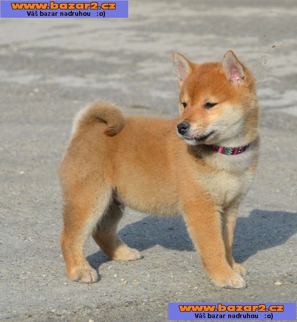 Shiba Inu štěňata