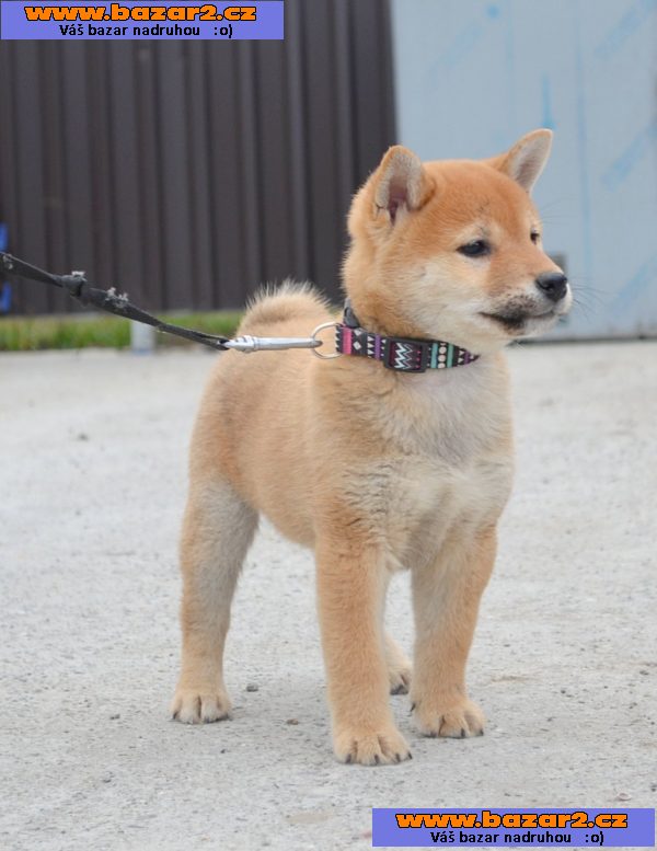 Shiba Inu štěňata