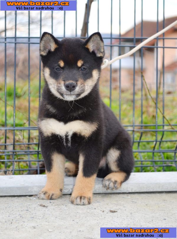 Shiba Inu štěňata