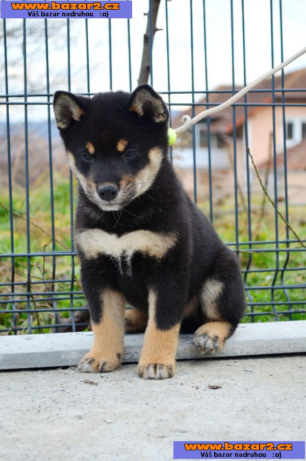 Shiba Inu štěňata