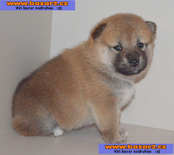 Shiba Inu štěňata