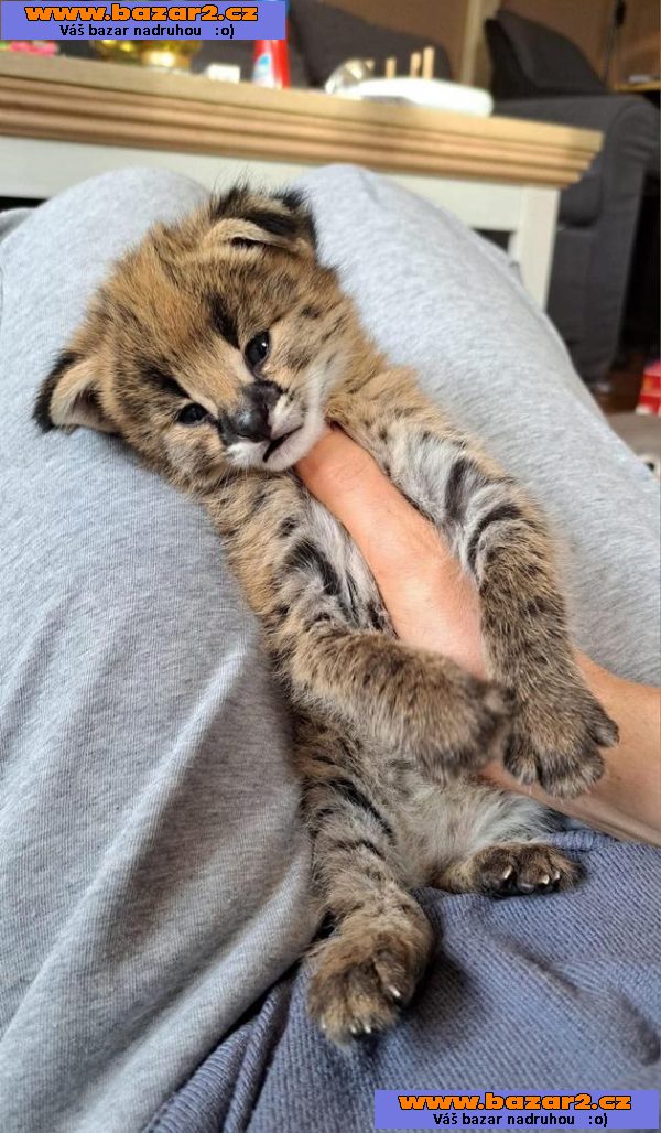 Savani Cat Serval a Karakal v 8 týdnech