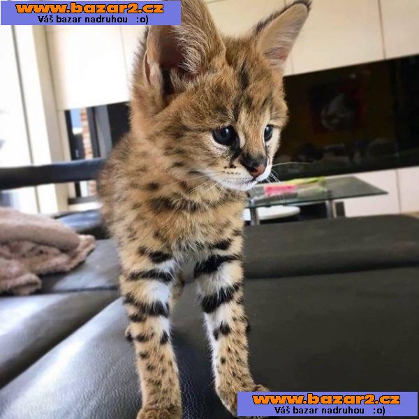 Savani Cat Serval a Karakal v 8 týdnech