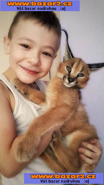 Savani Cat Serval a Karakal v 8 týdnech