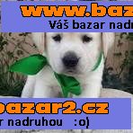 Štěňátka Labradorský retrívr