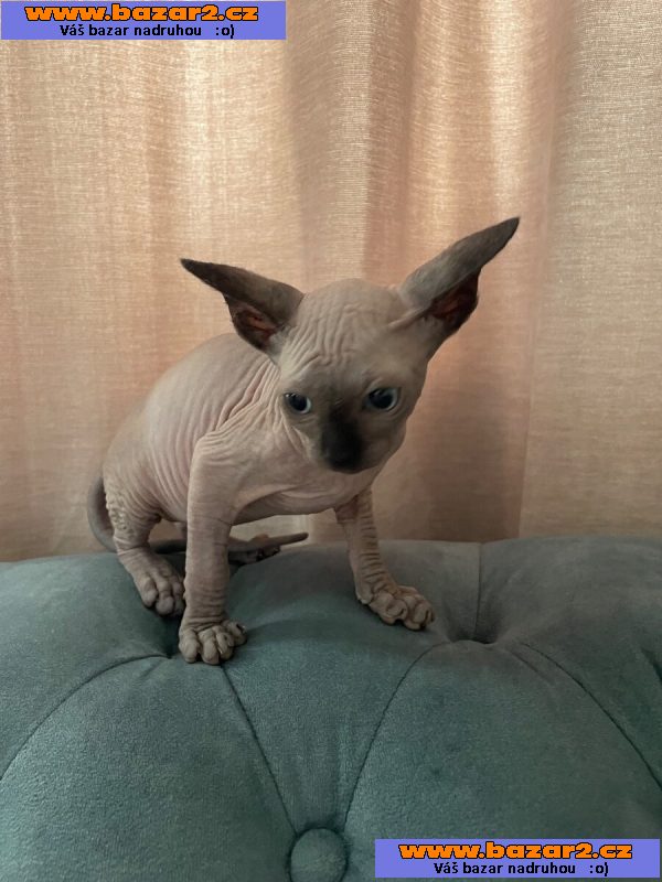Kanadský sphynx koťátka
