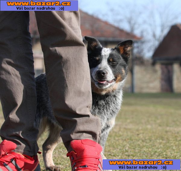 Australský honácký pes – štěňata