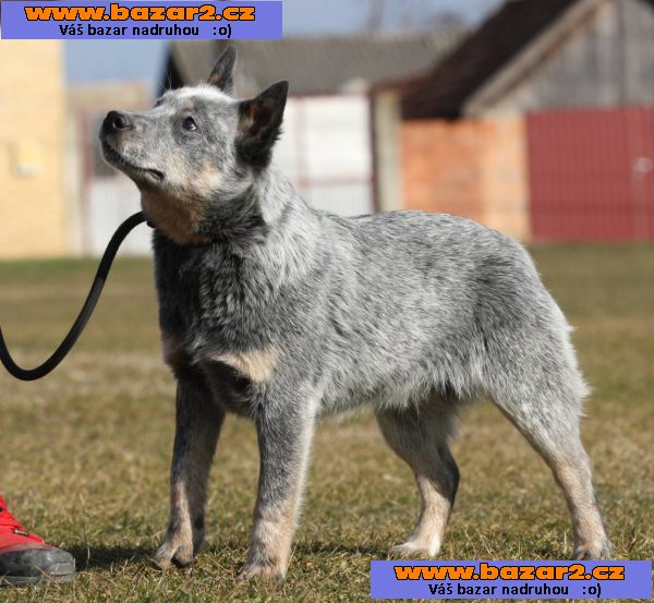 Australský honácký pes – štěňata