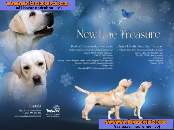 Labrador retriver s PP (smetanová)