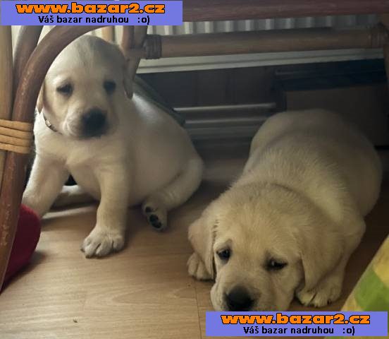 Labrador retriver s PP (smetanová)