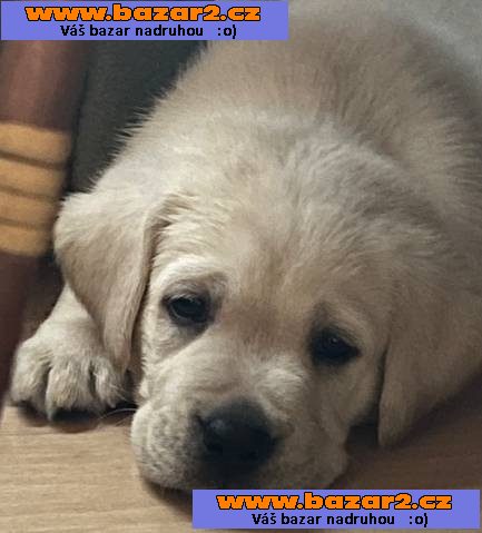 Labrador retriver s PP (smetanová)