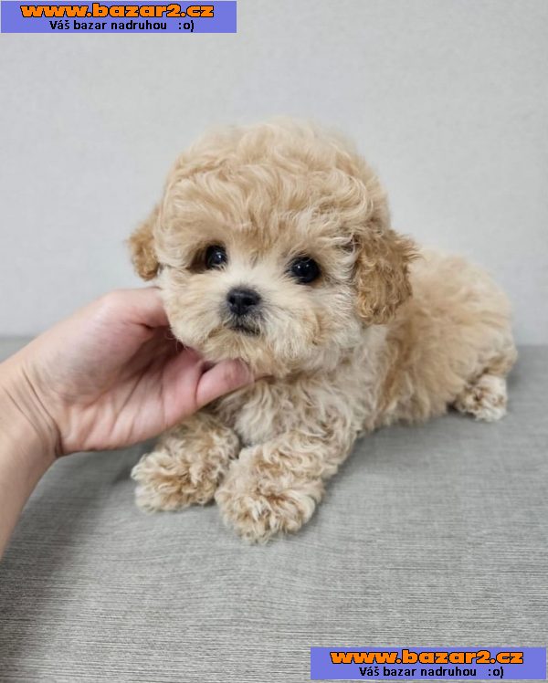 Rozkošný šálek Maltipoo Puppy.