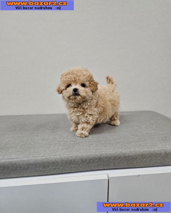 Rozkošný šálek Maltipoo Puppy.