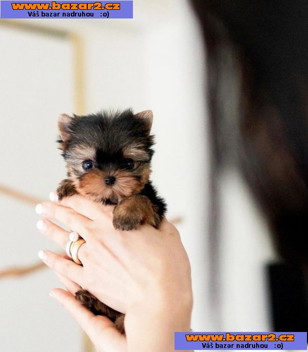 Rozkošný šálek Yorkie.