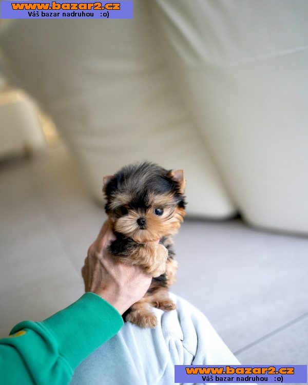 Rozkošný šálek Yorkie.